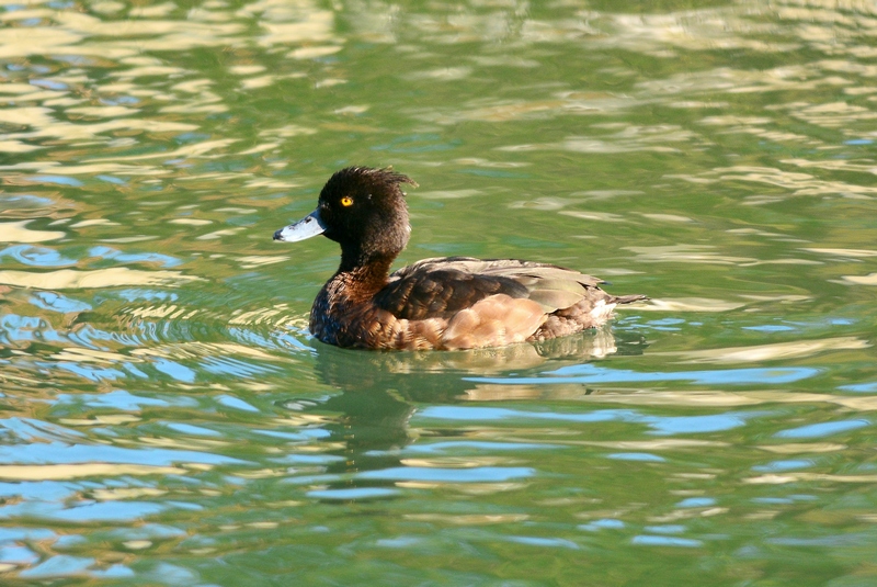 Morette che sentono la Primavera